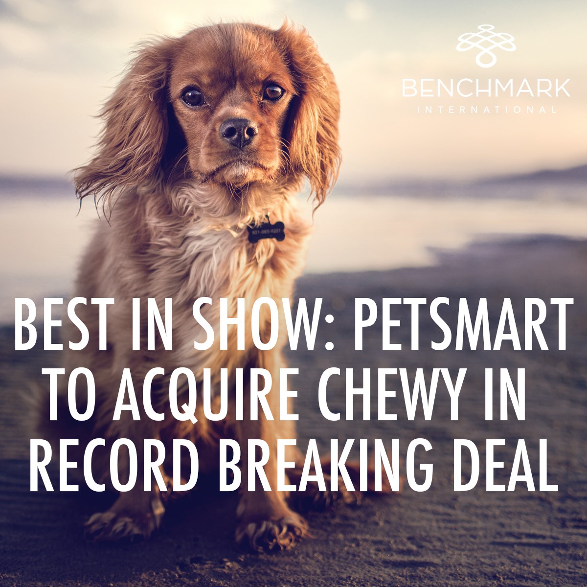 Chewy sold to petsmart hotsell